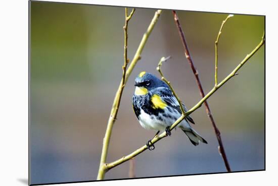 The Audubon's Warbler Is a Small New World Warbler-Richard Wright-Mounted Photographic Print