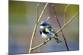 The Audubon's Warbler Is a Small New World Warbler-Richard Wright-Mounted Photographic Print