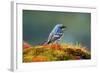 The Audubon's Warbler-Richard Wright-Framed Photographic Print