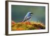 The Audubon's Warbler-Richard Wright-Framed Photographic Print