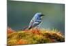 The Audubon's Warbler-Richard Wright-Mounted Photographic Print