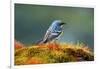 The Audubon's Warbler-Richard Wright-Framed Photographic Print