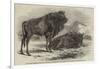 The Aurochs Presented to the Zoological Society, by the Emperor of Russia-Harrison William Weir-Framed Giclee Print