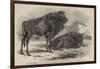 The Aurochs Presented to the Zoological Society, by the Emperor of Russia-Harrison William Weir-Framed Giclee Print