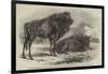 The Aurochs Presented to the Zoological Society, by the Emperor of Russia-Harrison William Weir-Framed Giclee Print