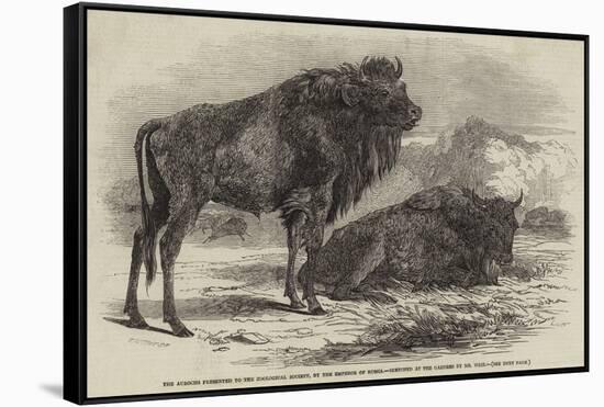 The Aurochs Presented to the Zoological Society, by the Emperor of Russia-Harrison William Weir-Framed Stretched Canvas