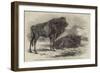 The Aurochs Presented to the Zoological Society, by the Emperor of Russia-Harrison William Weir-Framed Giclee Print