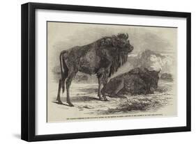 The Aurochs Presented to the Zoological Society, by the Emperor of Russia-Harrison William Weir-Framed Giclee Print