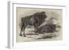The Aurochs Presented to the Zoological Society, by the Emperor of Russia-Harrison William Weir-Framed Giclee Print