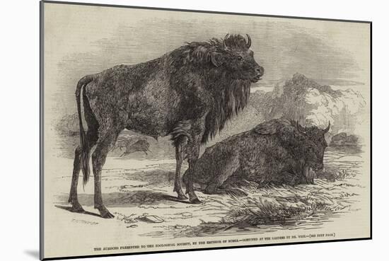 The Aurochs Presented to the Zoological Society, by the Emperor of Russia-Harrison William Weir-Mounted Giclee Print