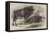 The Aurochs Presented to the Zoological Society, by the Emperor of Russia-Harrison William Weir-Framed Stretched Canvas