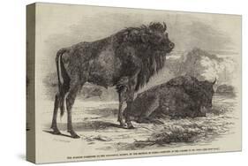 The Aurochs Presented to the Zoological Society, by the Emperor of Russia-Harrison William Weir-Stretched Canvas