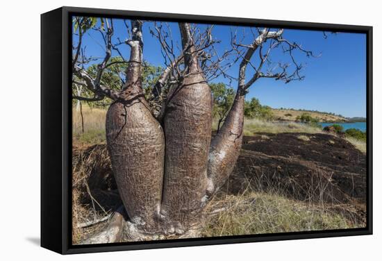 The Australian Boab Tree (Adansonia Gregorii), Camden Harbour, Kimberley, Western Australia-Michael Nolan-Framed Stretched Canvas