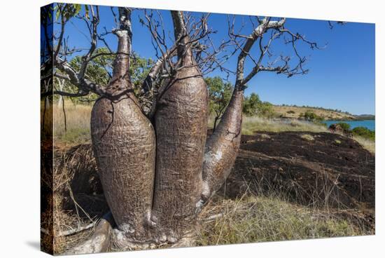 The Australian Boab Tree (Adansonia Gregorii), Camden Harbour, Kimberley, Western Australia-Michael Nolan-Stretched Canvas
