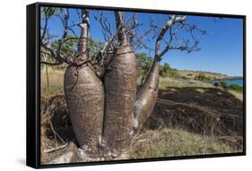 The Australian Boab Tree (Adansonia Gregorii), Camden Harbour, Kimberley, Western Australia-Michael Nolan-Framed Stretched Canvas