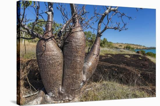 The Australian Boab Tree (Adansonia Gregorii), Camden Harbour, Kimberley, Western Australia-Michael Nolan-Stretched Canvas