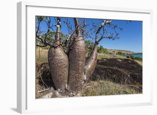 The Australian Boab Tree (Adansonia Gregorii), Camden Harbour, Kimberley, Western Australia-Michael Nolan-Framed Photographic Print