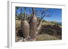 The Australian Boab Tree (Adansonia Gregorii), Camden Harbour, Kimberley, Western Australia-Michael Nolan-Framed Photographic Print