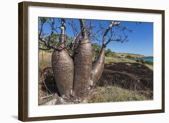 The Australian Boab Tree (Adansonia Gregorii), Camden Harbour, Kimberley, Western Australia-Michael Nolan-Framed Photographic Print