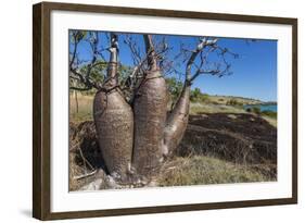 The Australian Boab Tree (Adansonia Gregorii), Camden Harbour, Kimberley, Western Australia-Michael Nolan-Framed Photographic Print