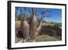 The Australian Boab Tree (Adansonia Gregorii), Camden Harbour, Kimberley, Western Australia-Michael Nolan-Framed Photographic Print