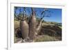 The Australian Boab Tree (Adansonia Gregorii), Camden Harbour, Kimberley, Western Australia-Michael Nolan-Framed Photographic Print