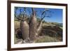 The Australian Boab Tree (Adansonia Gregorii), Camden Harbour, Kimberley, Western Australia-Michael Nolan-Framed Photographic Print