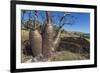 The Australian Boab Tree (Adansonia Gregorii), Camden Harbour, Kimberley, Western Australia-Michael Nolan-Framed Photographic Print