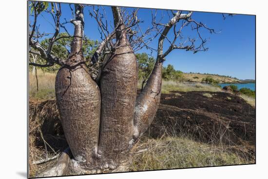 The Australian Boab Tree (Adansonia Gregorii), Camden Harbour, Kimberley, Western Australia-Michael Nolan-Mounted Photographic Print