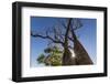 The Australian Boab Tree (Adansonia Gregorii), Camden Harbour, Kimberley, Western Australia-Michael Nolan-Framed Photographic Print