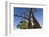 The Australian Boab Tree (Adansonia Gregorii), Camden Harbour, Kimberley, Western Australia-Michael Nolan-Framed Photographic Print