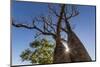 The Australian Boab Tree (Adansonia Gregorii), Camden Harbour, Kimberley, Western Australia-Michael Nolan-Mounted Photographic Print