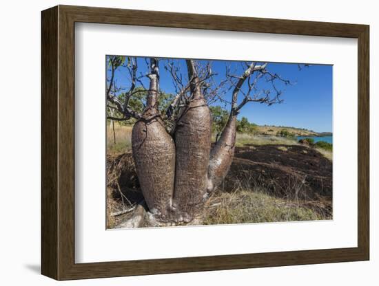 The Australian Boab Tree (Adansonia Gregorii), Camden Harbour, Kimberley, Western Australia-Michael Nolan-Framed Photographic Print