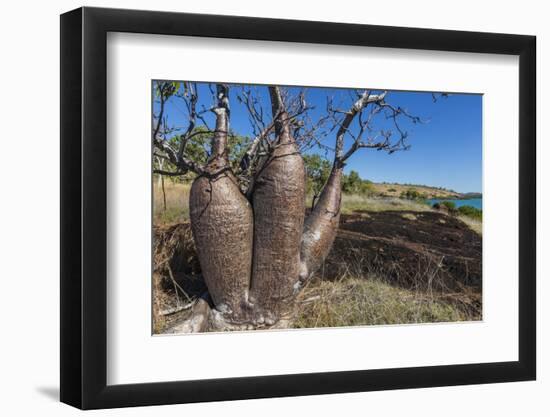 The Australian Boab Tree (Adansonia Gregorii), Camden Harbour, Kimberley, Western Australia-Michael Nolan-Framed Photographic Print
