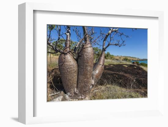 The Australian Boab Tree (Adansonia Gregorii), Camden Harbour, Kimberley, Western Australia-Michael Nolan-Framed Photographic Print