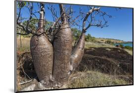 The Australian Boab Tree (Adansonia Gregorii), Camden Harbour, Kimberley, Western Australia-Michael Nolan-Mounted Photographic Print