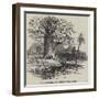 The Australian Gouty-Stem Tree-null-Framed Giclee Print