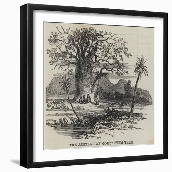 The Australian Gouty-Stem Tree-null-Framed Giclee Print