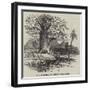 The Australian Gouty-Stem Tree-null-Framed Giclee Print