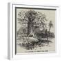 The Australian Gouty-Stem Tree-null-Framed Giclee Print