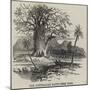The Australian Gouty-Stem Tree-null-Mounted Giclee Print