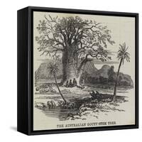The Australian Gouty-Stem Tree-null-Framed Stretched Canvas