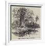 The Australian Gouty-Stem Tree-null-Framed Giclee Print