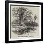 The Australian Gouty-Stem Tree-null-Framed Giclee Print