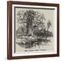 The Australian Gouty-Stem Tree-null-Framed Giclee Print