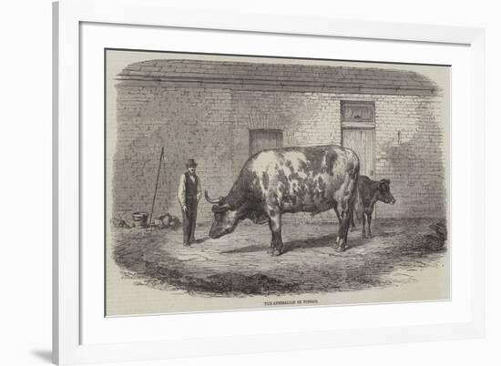 The Australian Ox Tooran-Thomas Harrington Wilson-Framed Giclee Print