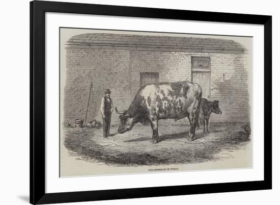 The Australian Ox Tooran-Thomas Harrington Wilson-Framed Giclee Print