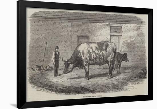 The Australian Ox Tooran-Thomas Harrington Wilson-Framed Giclee Print