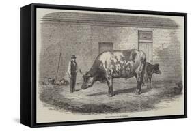 The Australian Ox Tooran-Thomas Harrington Wilson-Framed Stretched Canvas