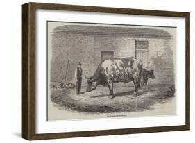 The Australian Ox Tooran-Thomas Harrington Wilson-Framed Giclee Print